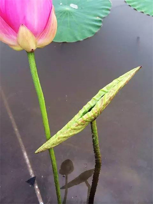 用它做的菜，無比清香，最是誘人！