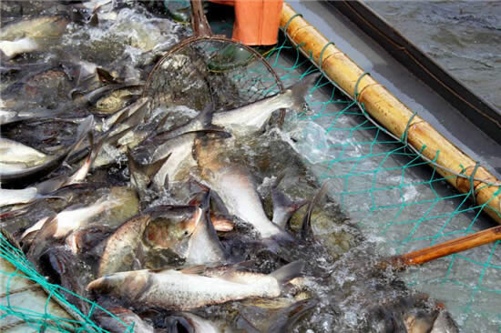 【河鮮】河鮮正是三月好，有哪些淡水河鮮值得出品呢？