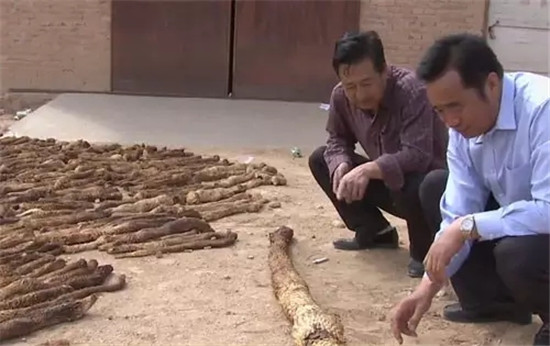 這種被譽為“沙漠人參”的食材，很少人見過