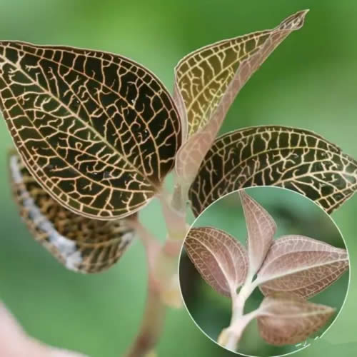 【金線蓮】“吃草”吃得多了，“神草”你吃過沒？
