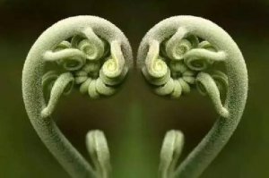 蕨菜致癌!“磚家”的話可信嗎?