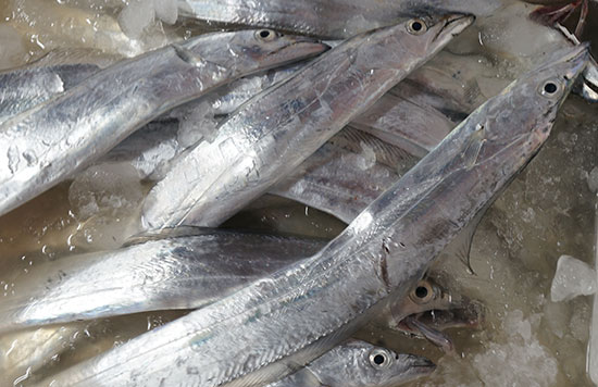 【白帶魚】海底兇殘貪食的“獵手”——白帶魚的吃法