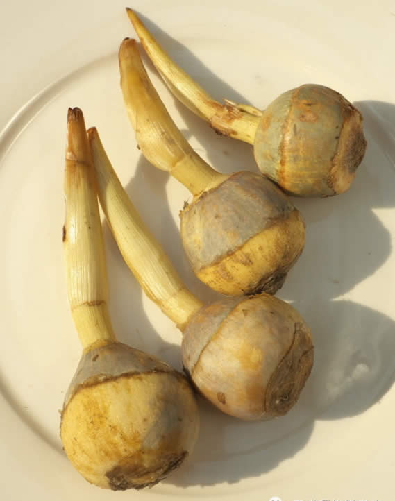 【春季食材】 草長鶯飛，吃春正當時