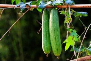 餐桌上的藥靈丹——絲瓜