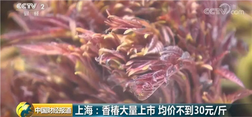 今天，你“香椿自由”了嗎？