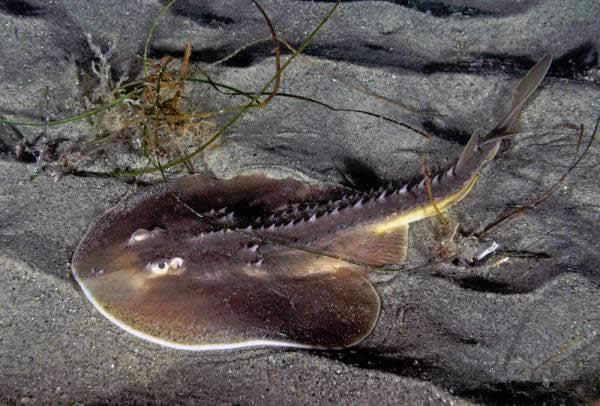 【水產】 鰩、鲼、魟分別是什么魚？跟老板魚又有什么關系？