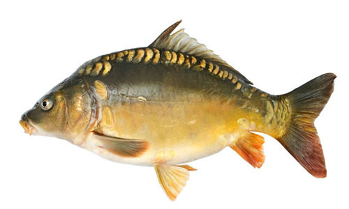 【三道鱗】一種肉質肥厚的“舶來”鯉魚