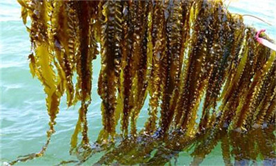 【昆布】長得像海帶，卻是高湯和味精的靈魂