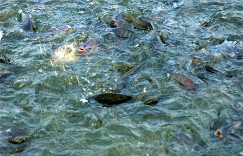 這種魚刺少、好吃又便宜，廣東人為什么不愛吃？