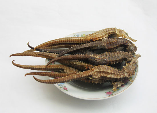 【海馬】由雄性孕育后代的奇特食材——海馬