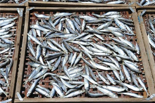 魚干.jpg