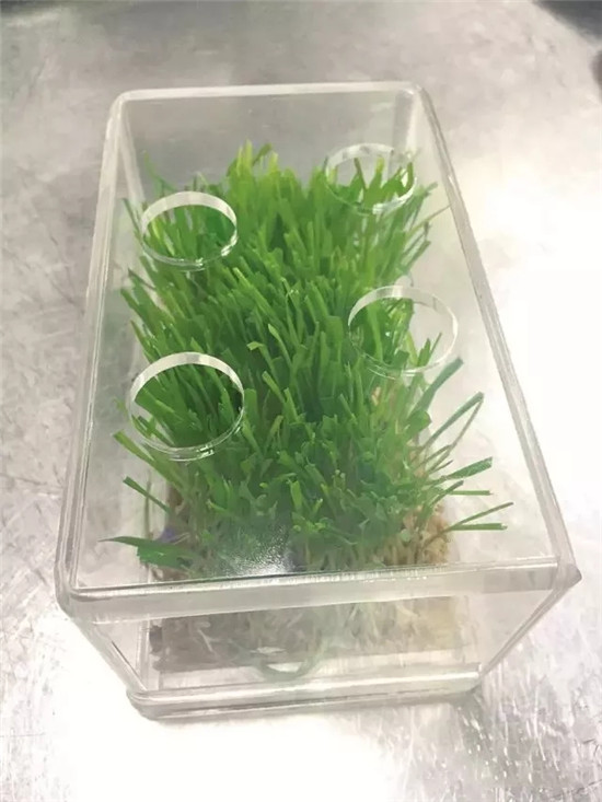 【創新菜】菠蘿鴨松手卷