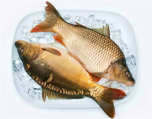 【三道鱗】一種肉質肥厚的“舶來”鯉魚