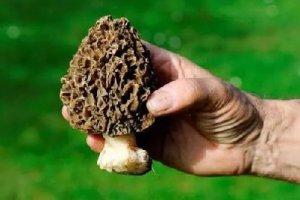 菜品如何提升檔次？試試把它加進去！