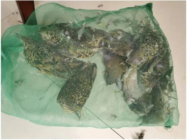 用“地溝油”熬底料，廚師被判刑事責任！按從犯處理！坐牢+罰款！