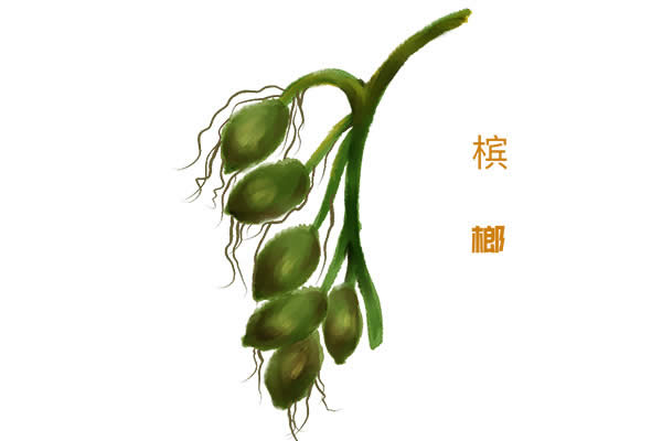檳榔的功效與作用及食用禁忌