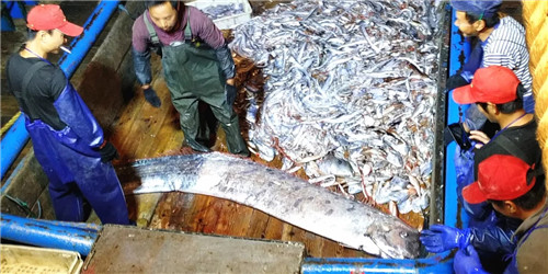最長達11米！這種“巨型帶魚”到底是什么？真相是……