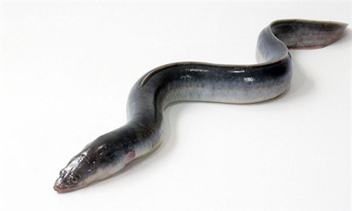【鰻魚】“鰻月鰻日”并非在鰻魚最肥美的季節？