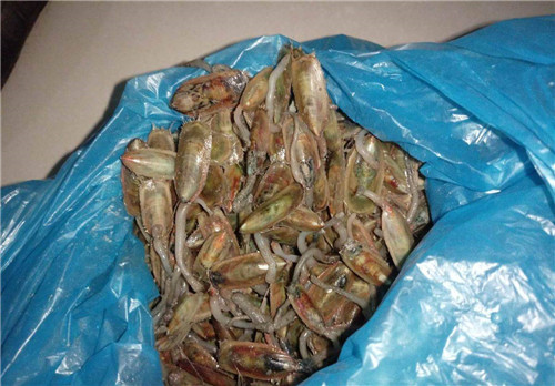 這種極像豆芽的海鮮，很多人沒見過(guò)！
