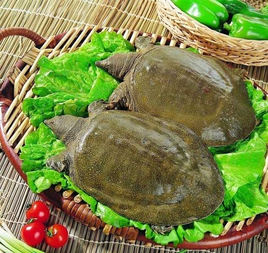甲魚的食用價值
