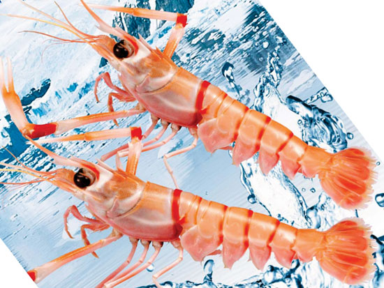 【南極螯蝦】來自深海的奢侈食材——南極深海螯蝦