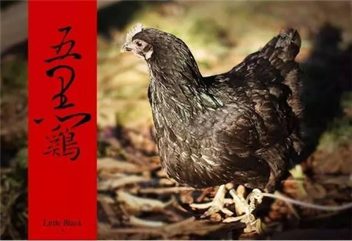 它被譽為雞中的“蘭博基尼”，一只18000元！