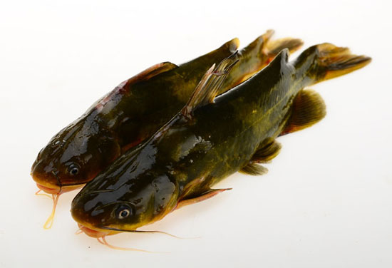 黃顙魚的做法