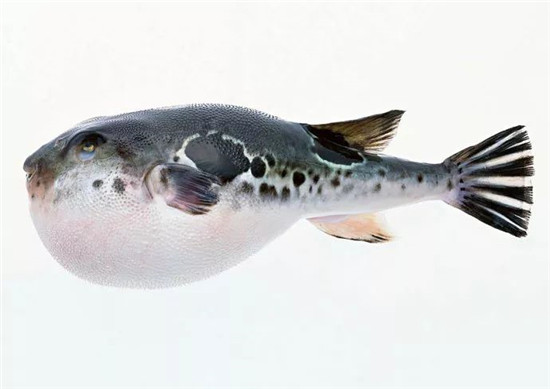 為何明知這種魚有毒，還有那么多人去嘗鮮？