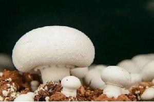 這種長在羊糞旁的菌，沒想到味道竟然異常鮮美！