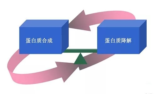 嫩肉粉，到底是魔鬼還是天使？