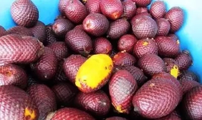 28種奇異果子，認(rèn)識(shí)一半算你牛X！