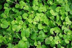 植物界的化石丹，食材界的湯藥材