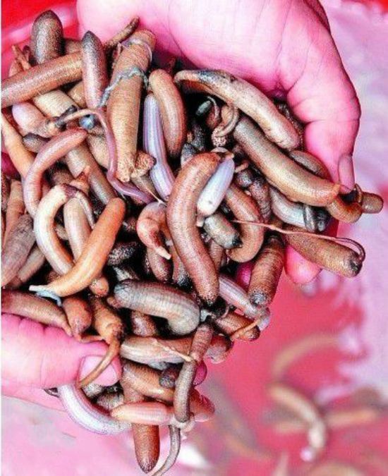 【土筍凍】把蟲子熬制成糊糊...他們卻吃的津津有味！