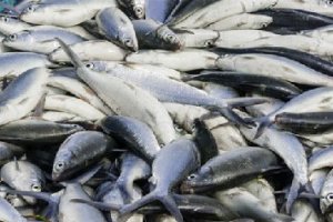 此魚號稱臺灣第一魚！