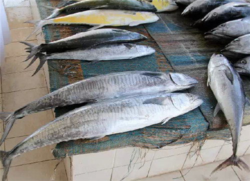 【鲅魚】山有鷓鴣獐，海里馬鮫鯧
