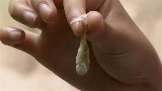 原來豆蟲的營養賽人參，難怪賣得比肉還貴！