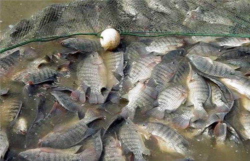 這種魚刺少、好吃又便宜，廣東人為什么不愛吃？