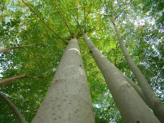 辣木樹