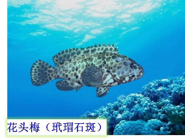 【石斑魚】可能是史上最權威的石斑魚介紹，如何區分珍珠龍膽、龍