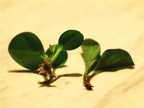 春季時令蔬菜大全，請趕緊嘗鮮！
