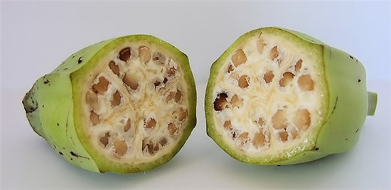 【香蕉】原來香蕉以前是有籽的！？.jpg