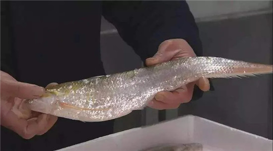 12種中國最珍貴的頂級食用魚