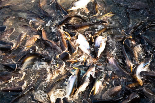 污水養(yǎng)、喂糞便……這種魚真的是垃圾魚嗎？真相來了