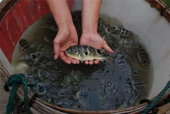 為何明知這種魚有毒，還有那么多人去嘗鮮？