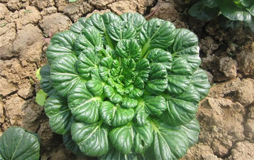 這種時令野菜賽羊肉，好吃又健康！