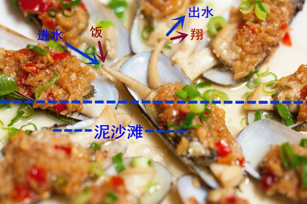 這些帶殼的家伙，你都分得清嗎？