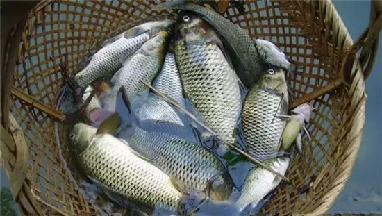 【河鮮】河鮮正是三月好，有哪些淡水河鮮值得出品呢？