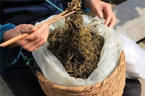 春季野菜之王，大眾食客的最愛！