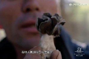《風味人間》里的巴楚菇，很少人真見過！