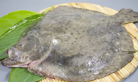 【多寶魚】肉嫩味鮮的名貴比目魚——多寶魚